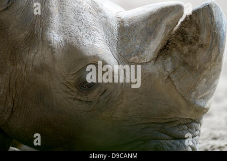 Duisburg, Allemagne. 17 Juin, 2013. Un rhionocerus ou carré blanc-lipped rhinoceros (Ceratotherium simum) réside dans l'ombre dans son enclos au zoo de Duisburg, Allemagne, 17 juin 2013. Les températures dans la Rhénanie pourrait monter à 31°C aujourd'hui. Photo : FEDERICO GAMBARINI/dpa/Alamy Live News Banque D'Images