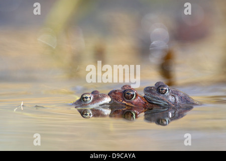 L'accouplement des grenouilles (Rana temporaria) au printemps. Banque D'Images