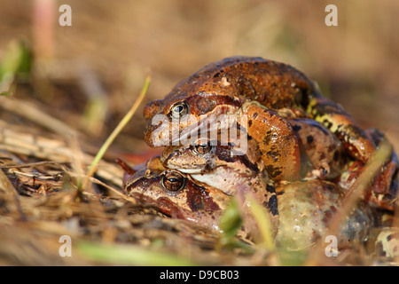 La grenouille rousse (Rana temporaria). L'Europe Banque D'Images