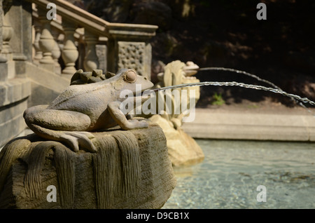 Grenouille dans le parc Banque D'Images