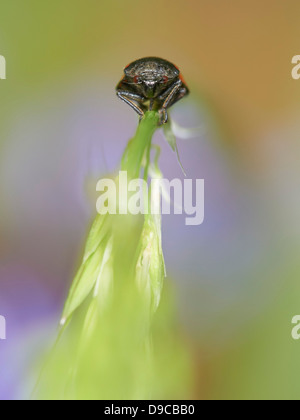 Le rouge et le noir froghopper sur brin d'herbe Banque D'Images