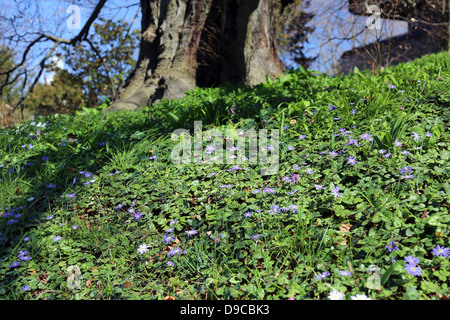 Scilla fleurs under tree Banque D'Images