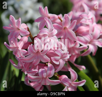 Jacinthe rose fleur, closeup Banque D'Images