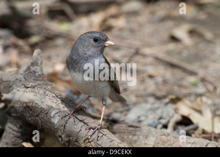 Le Junco ardoisé (Junco hyemalis hyemalis), de couleur ardoise, femme, un groupe de migrants au printemps à New York City's Central Park. Banque D'Images
