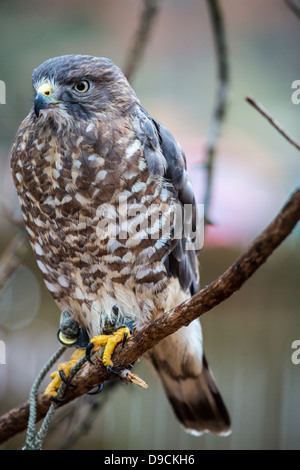 Un Broad-Winged Hawk dans un arbre. Carolina Raptor Center. Banque D'Images