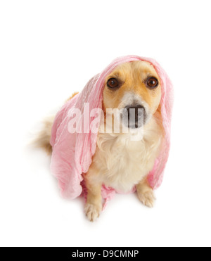 Spitz chien avec écharpe rose sur fond blanc Banque D'Images