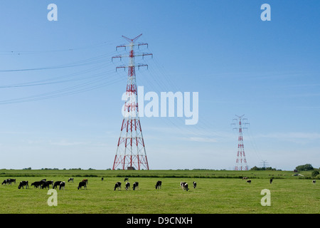 Mâts de flux sur un pâturage avec des vaches, pylônes électriques sur un pâturage avec des vaches, Banque D'Images