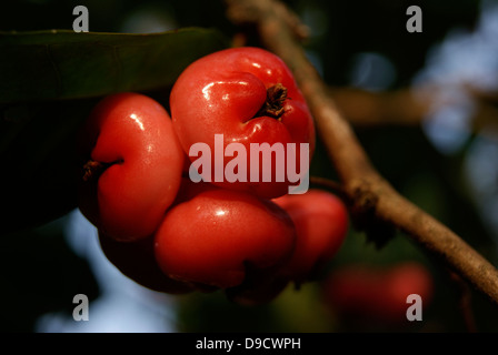 Apple ou l'eau de rose Fruits pommes ou chambakka sur Syzygium jambos Arbre en Inde Banque D'Images