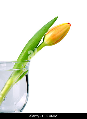 Belle tulipe orange bud dans le vase isolé sur fond blanc Banque D'Images