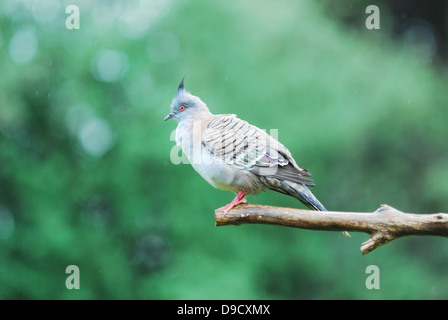 Crested Pigeon, Ocyphaps lophotes Banque D'Images