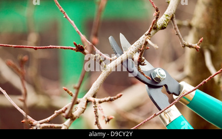 Jardinier Dans Le Jardin Avec De Grands Ciseaux Pour Couper Des Branches  D'arbres Photo stock - Image du matériel, découpage: 264225628