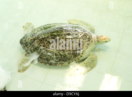 La tortue verte Chelonia mydas ou dans l'étang Banque D'Images