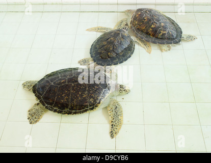 Trois tortue verte Chelonia mydas ou dans l'étang Banque D'Images