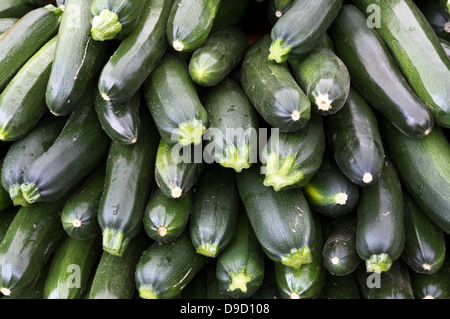 Courge courgettes sur l'affichage du marché agricole Banque D'Images