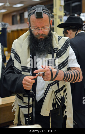 L'homme juif religieux mettant sur phylactères - teffilin - au matin au siège de Loubavitch services à Brooklyn, New York. Banque D'Images