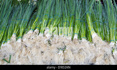 Oignons verts fraîchement cueillis ou échalotes sur l'affichage du marché agricole Banque D'Images