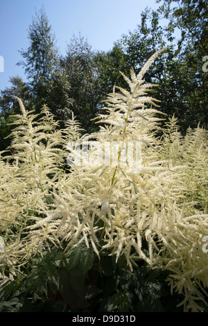 Aruncus dioicus Banque D'Images