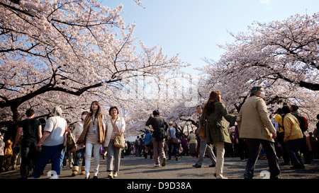 Grande foule au Jardin National Kitanomaru pour ses cerisiers en fleurs l'affichage Banque D'Images