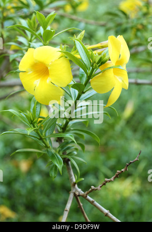 L'Allamanda ou trompette d'or , belle fleur jaune Banque D'Images