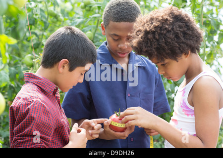 Trois enfants mesurant tomato Banque D'Images