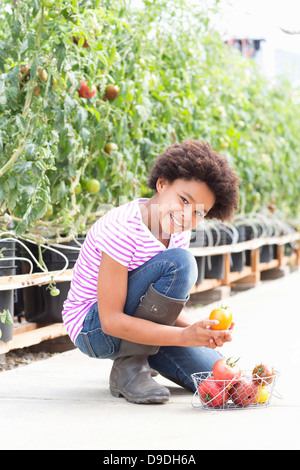 Girl picking fresh tomatoes Banque D'Images