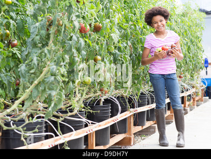 Girl picking fresh tomatoes Banque D'Images