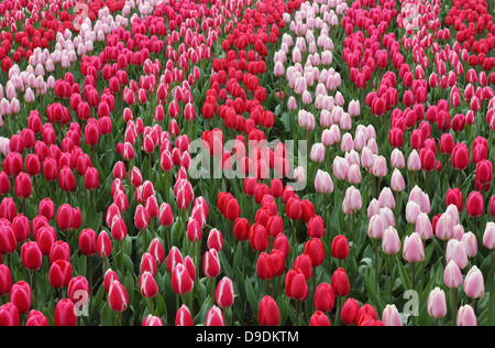 Jardins de Keukenhof, parc naturel des vagues de tulipes roses et rouges. Banque D'Images