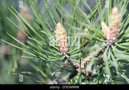 Des branches d'épineux vert sapin ou pin Banque D'Images