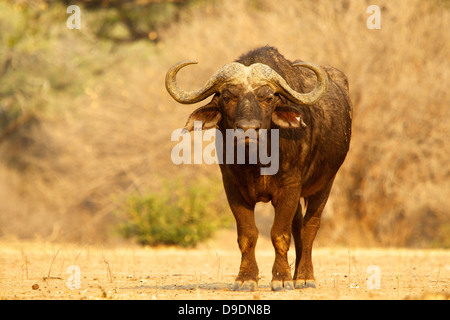 D'AFRIQUE, Syncerus caffer, portrait Banque D'Images