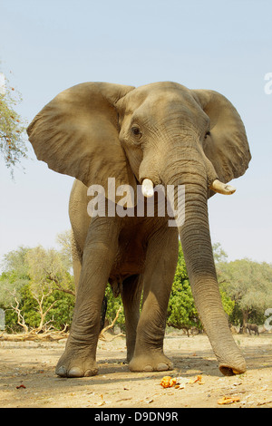 L'éléphant d'Afrique, Loxodonta africana, se nourrissant de gousses d'acacia Banque D'Images