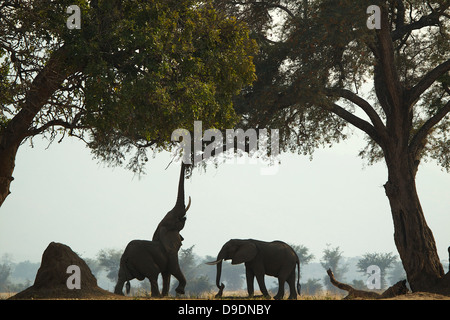 L'éléphant d'Afrique, Loxodonta africana, atteignant dans tree Banque D'Images