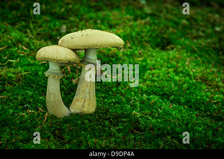 Deux champignons sur sol forestier avec Moss Banque D'Images