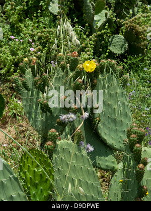 Cactus en Espagne Vinuela Banque D'Images