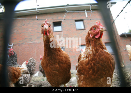 Poulets Banque D'Images