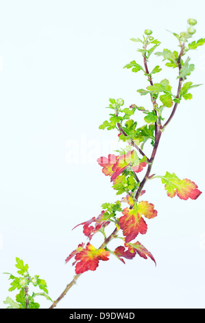 Chrysanthemum stem avec bourgeons et feuilles Banque D'Images