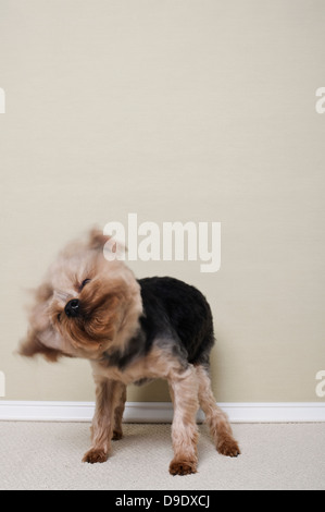 Yorkshire Terrier shaking head Banque D'Images