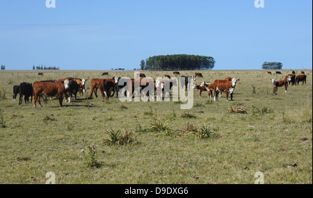 Les vaches au pâturage sur l'Uruguay Banque D'Images