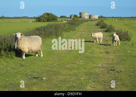 Brebis et agneaux sur le trottoir pour le Château de Camber East Sussex England UK GO Banque D'Images