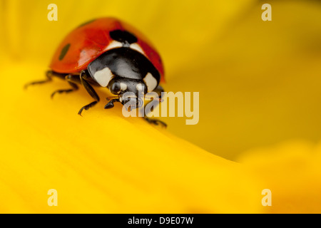 Un spot ladybird six se dresse sur une jonquille fleur Banque D'Images