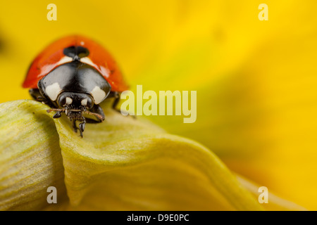 Un spot ladybird six se dresse sur une fleur jonquille Banque D'Images