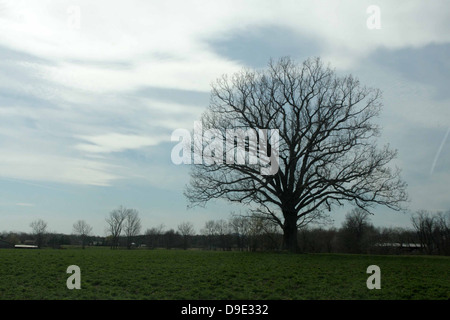 Seul ARBRE ISOLÉ DANS GREEN FARM FIELD, BEECH CREEK, North Carolina, USA, DU COMTÉ DE CLINTON Banque D'Images