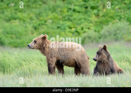 Deux oursons Grizzlis ensemble Banque D'Images