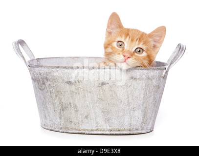 Ginger kitten assis dans une baignoire Banque D'Images