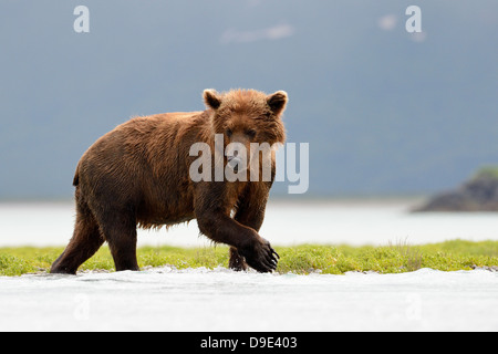 La pêche de l'ours grizzli dans l'eau Banque D'Images