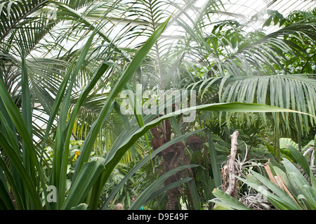 Princes of Wales conservatory - section tropicale avec palmiers, Kew Royal Botanic Gardens, London, UK Banque D'Images