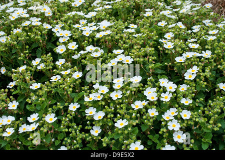 Cistus Clusii Cistus monspeliensis, Ciste de Montpellier Rock Rose Banque D'Images