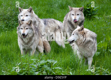 Un pack de quatre loups gris européens jouant dans l'herbe Banque D'Images