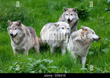 Un pack de quatre loups gris européens jouant dans l'herbe Banque D'Images