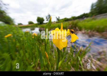 Drapeau jaune (Iris pseudacorus) fleur et de bourdons (Bombus pascuorum), probablement un grand angle dans l'habitat, London, UK, printemps Banque D'Images