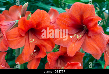 Les grandes fleurs de l'amaryllis rouge bight close-up. Banque D'Images